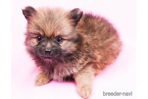 成約済の千葉県のポメラニアン-180616の5枚目